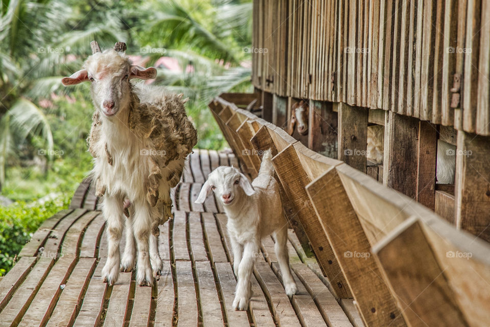 Portrait of goat