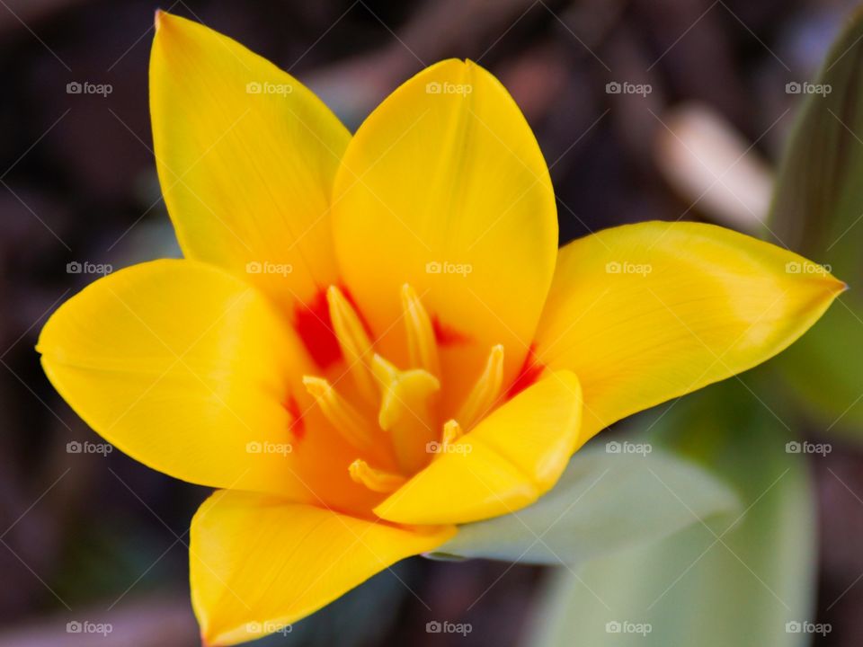 Yellow crocus flower bloom in garden at springtime