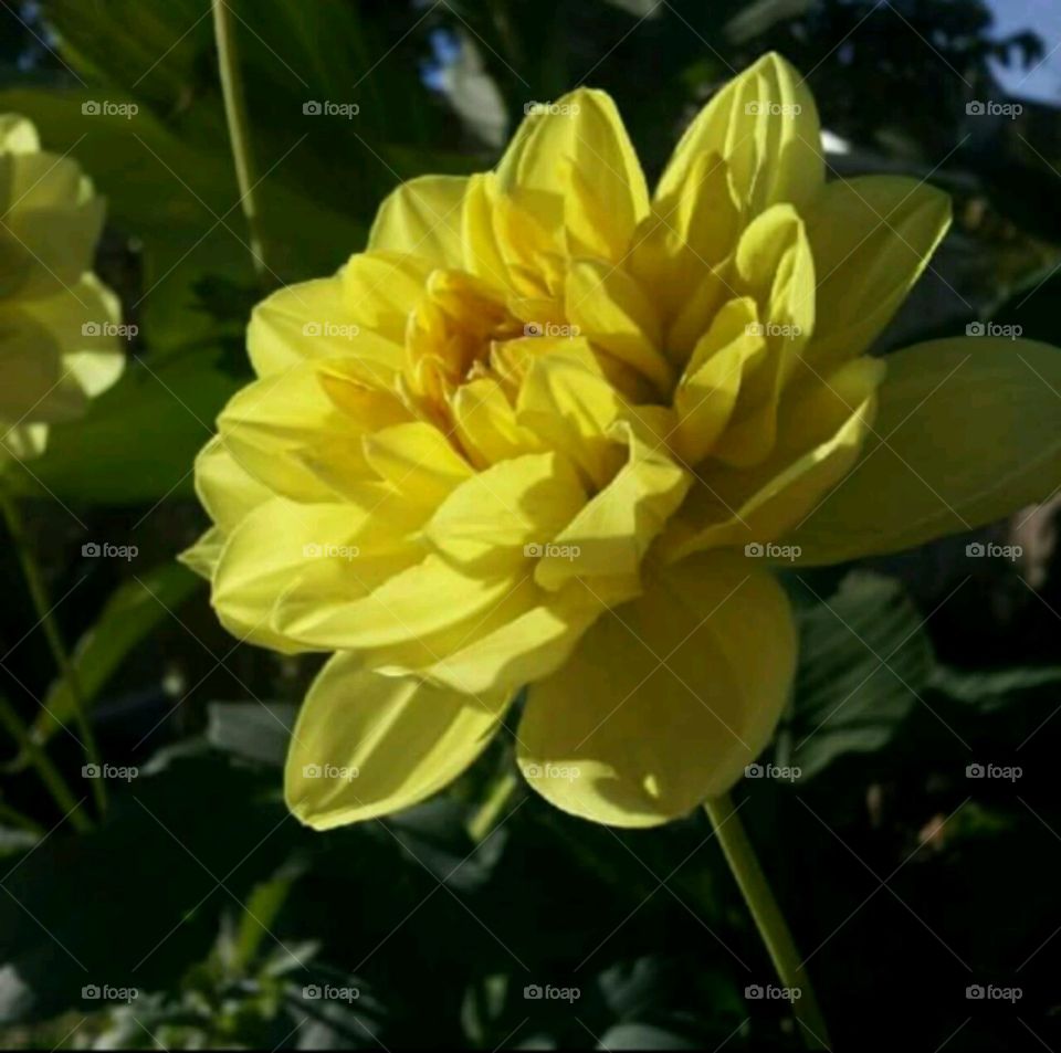 Yellow flower. bright yellow flower in a garden