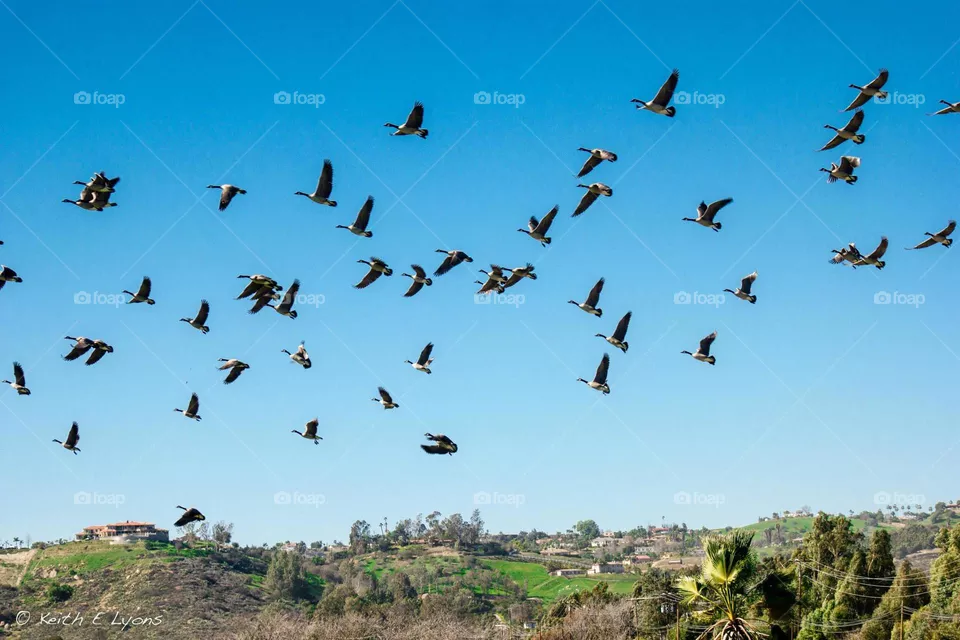 Take Flight