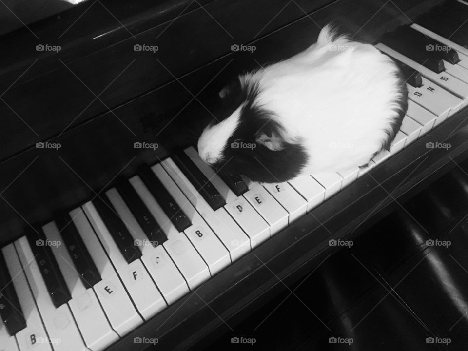 Black and white guina pig playing piano 