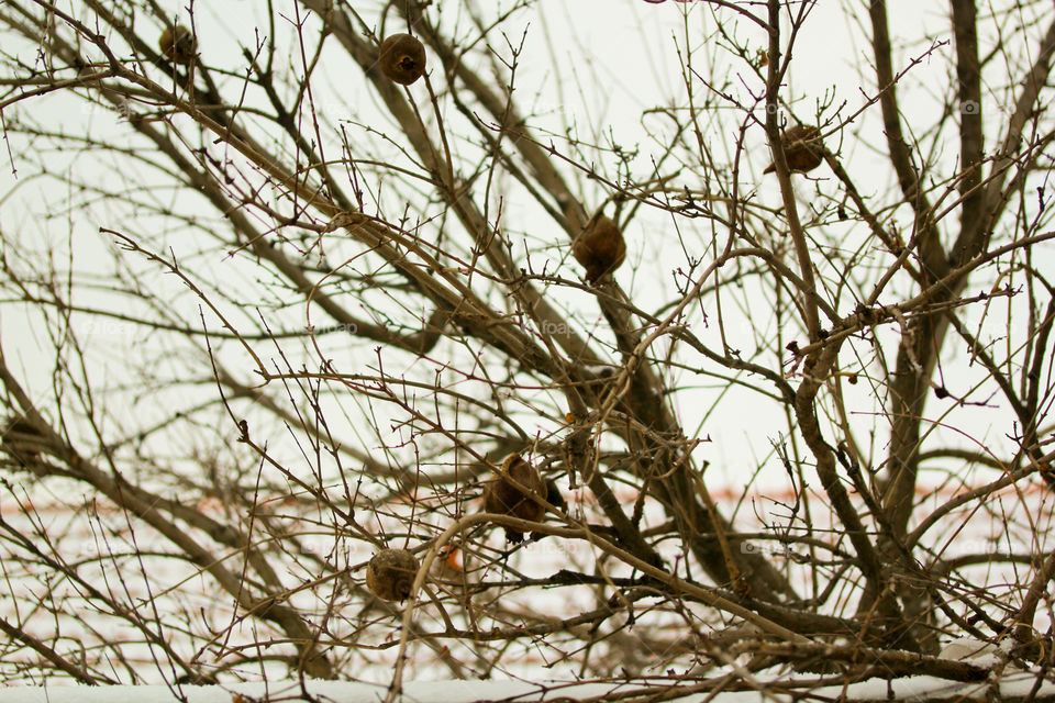 Pomegranate tree