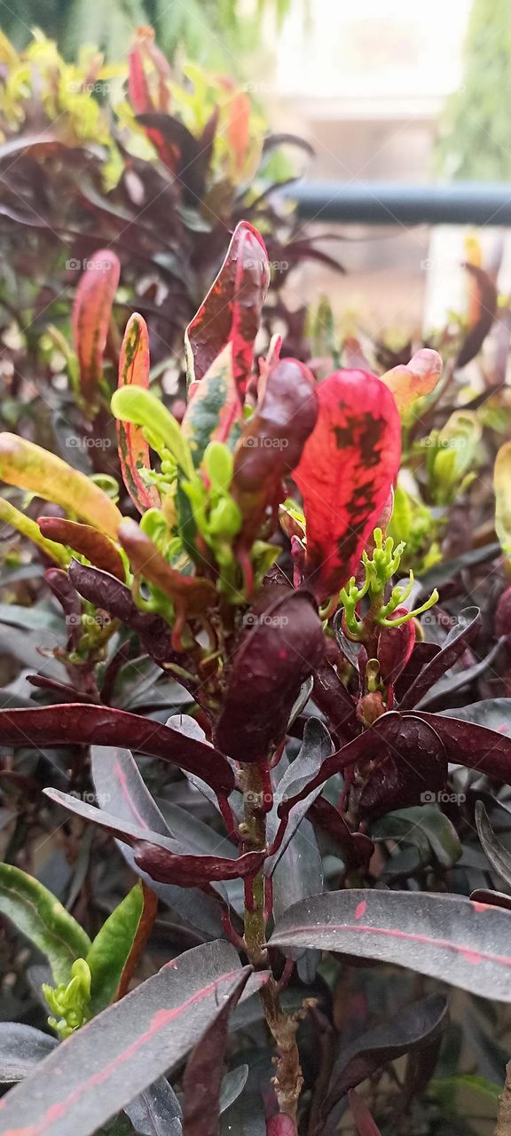 crotons are found in different size leaves, shape colors etc