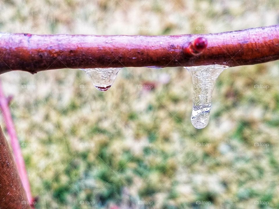 frozen droplets on a tree branch.  super cool!