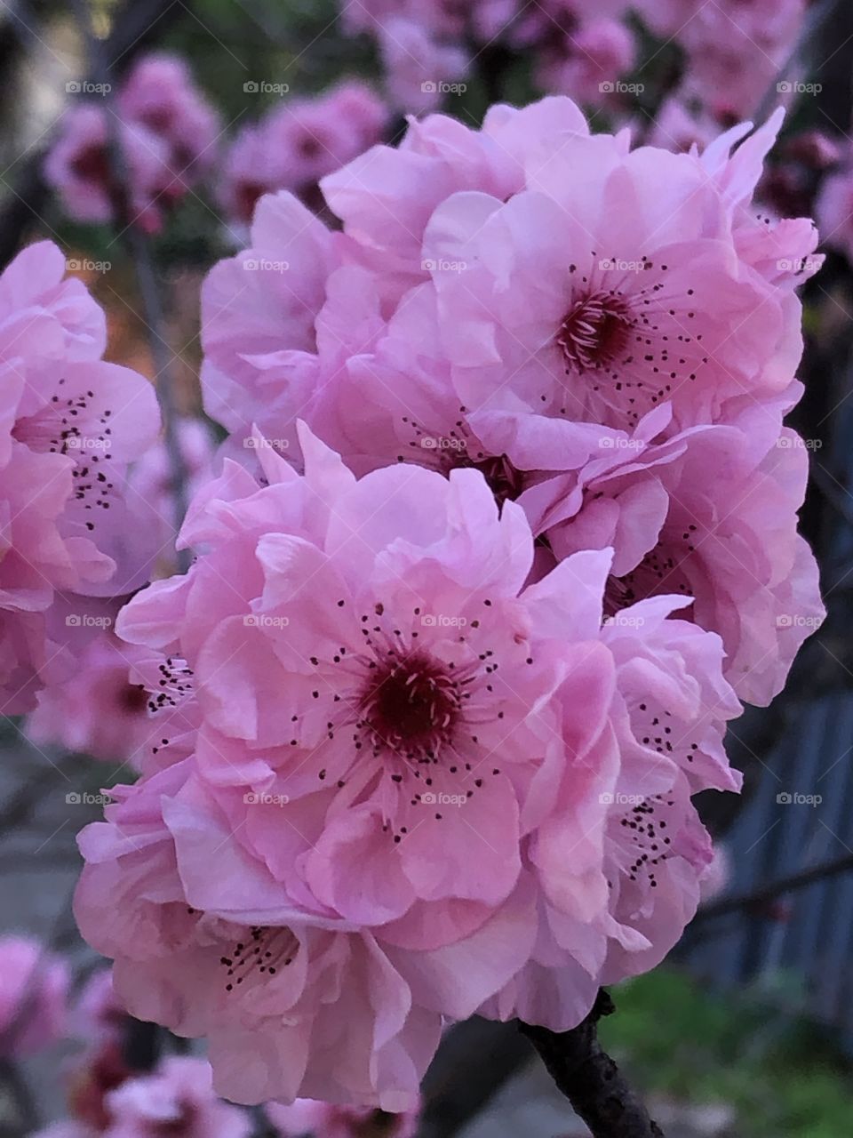 Blooming beautiful pink colour flowers. 