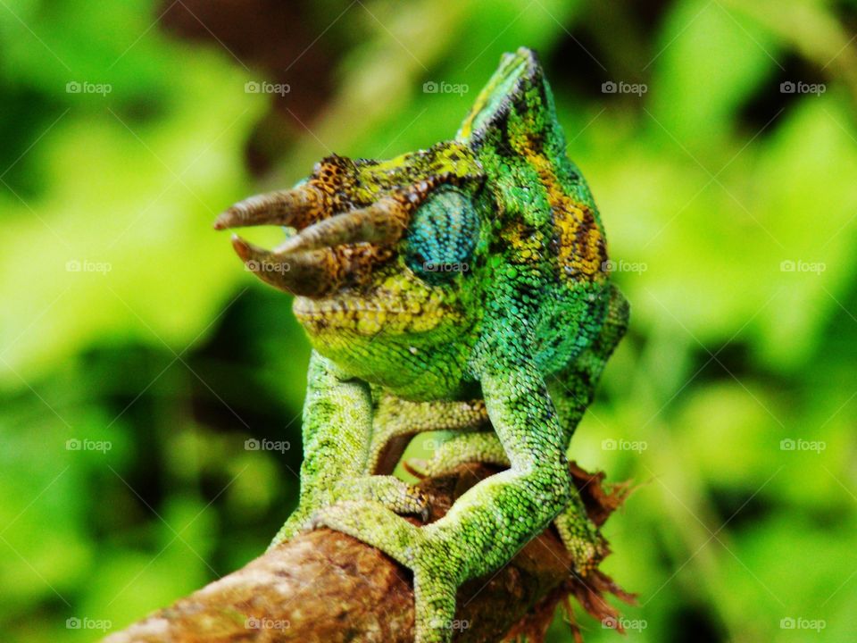 Chameleon in Uganda

