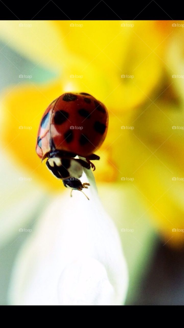 Ladybug1