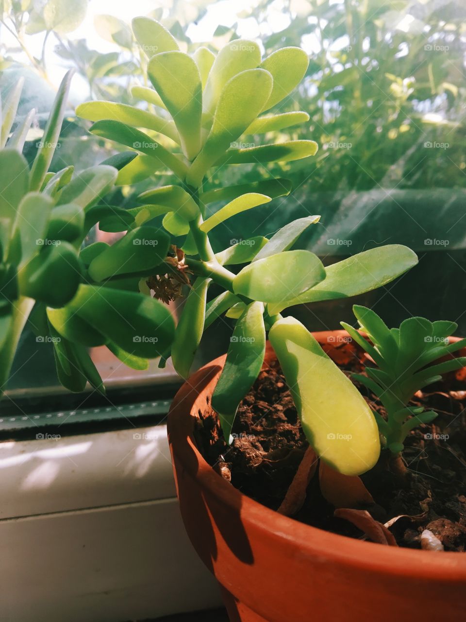 Tiny Plant