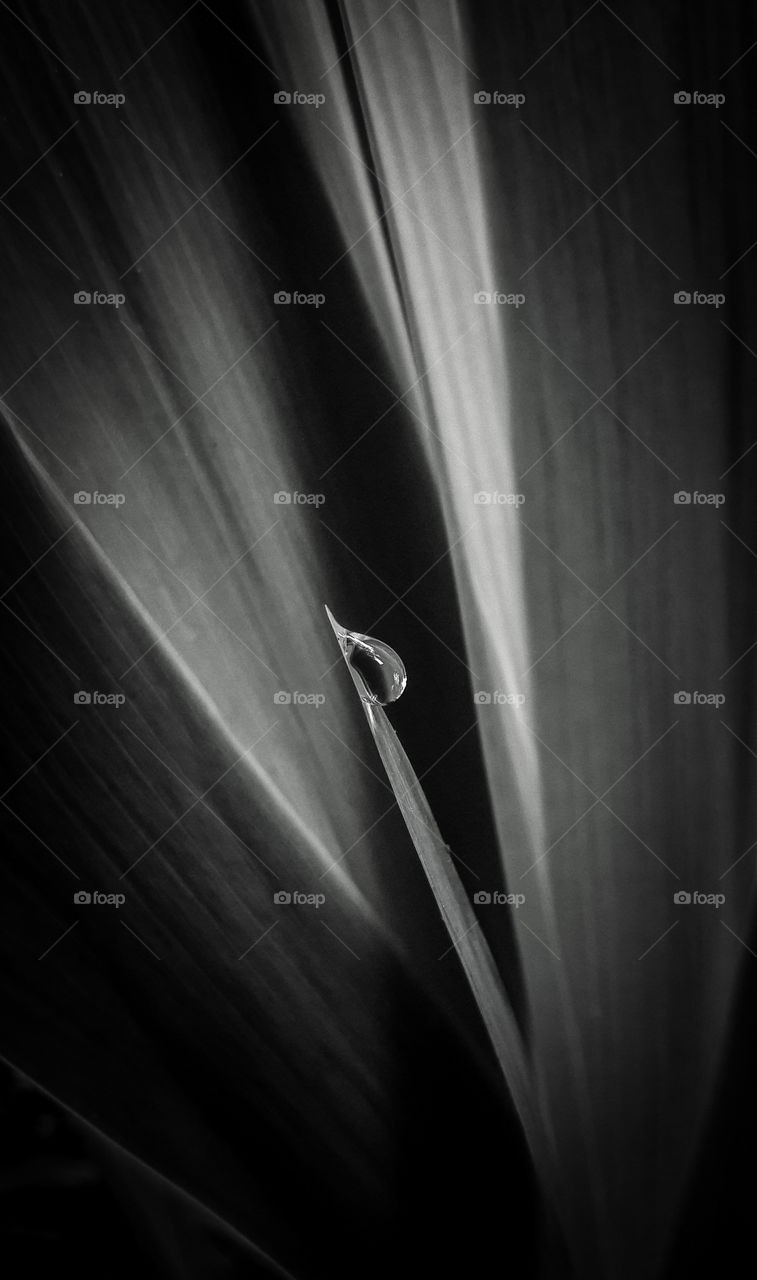 black and white photograph of a dew drop on the tip of an Iris leaf.