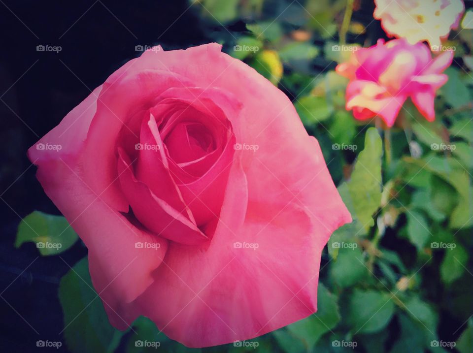 Pink Rose