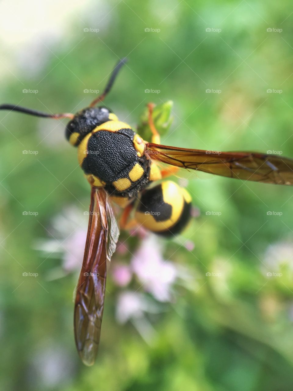 Wasp