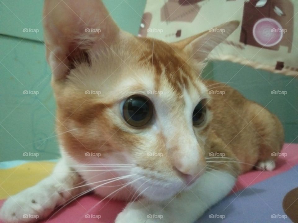 Peefect cat in my life