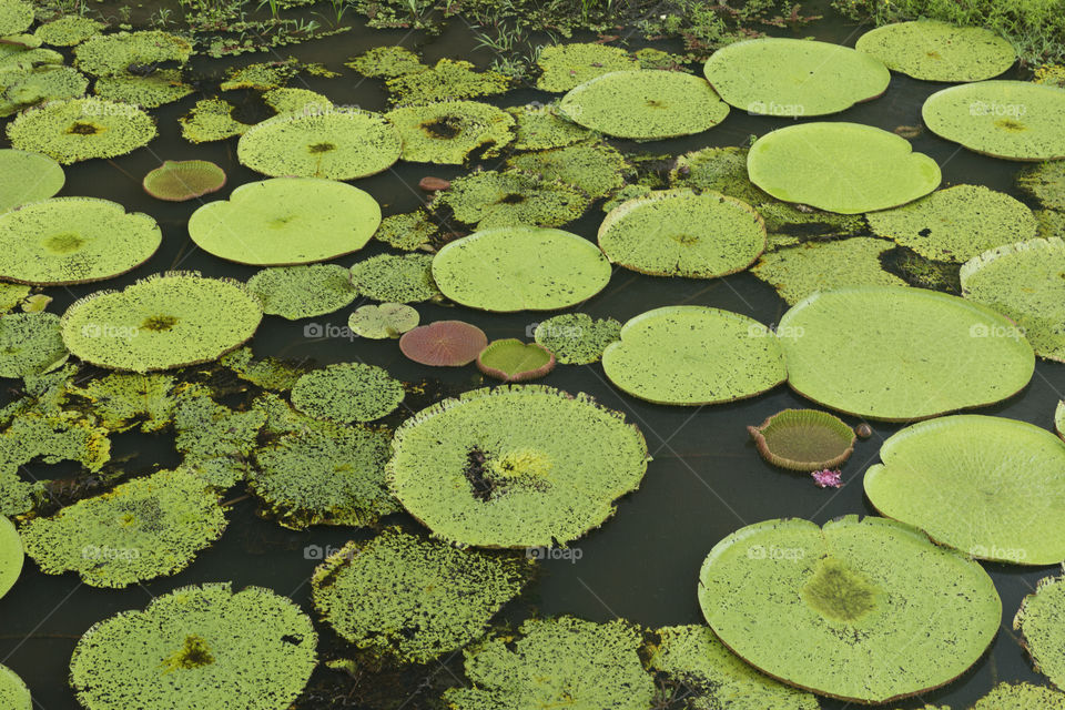 Vittoria Regia in Manaus Brazil.