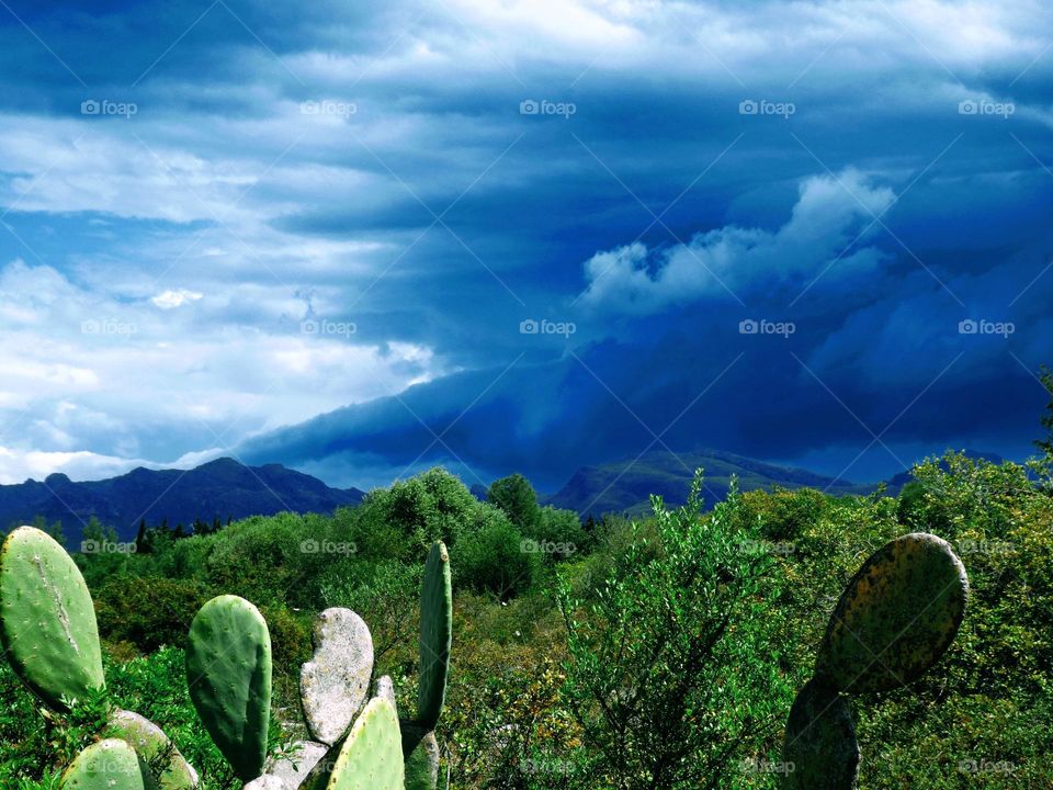 Sunlight shining on cacti and green vegetation with dark grey/blue storm clouds over mountains in the background