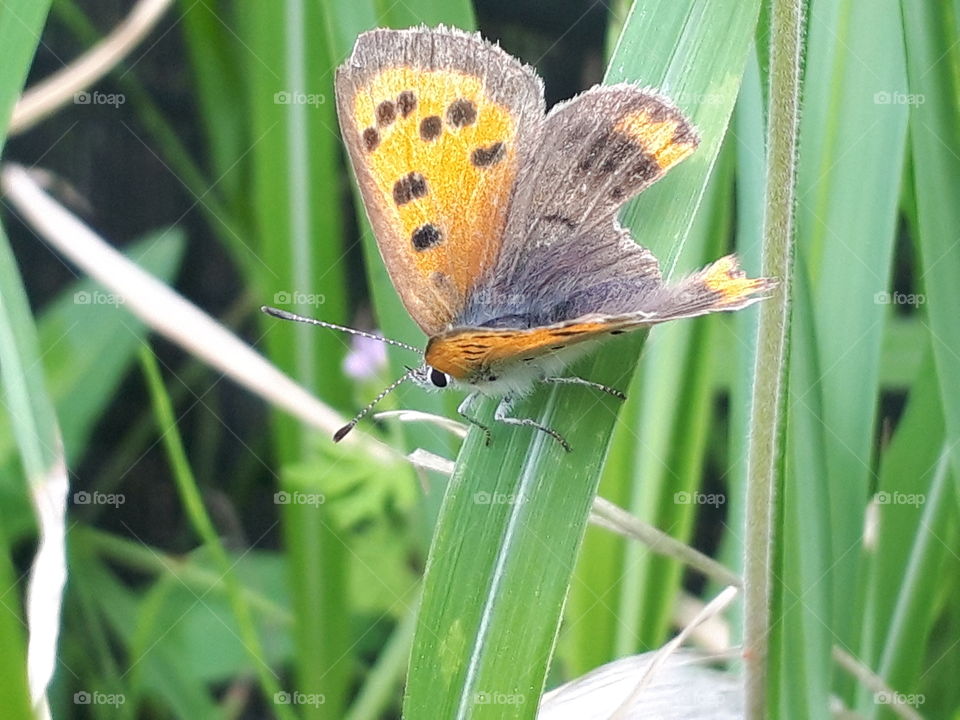 orange butterfly