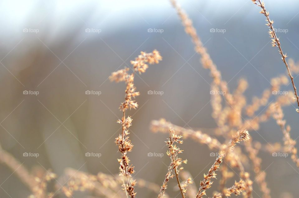 Close-up of plant