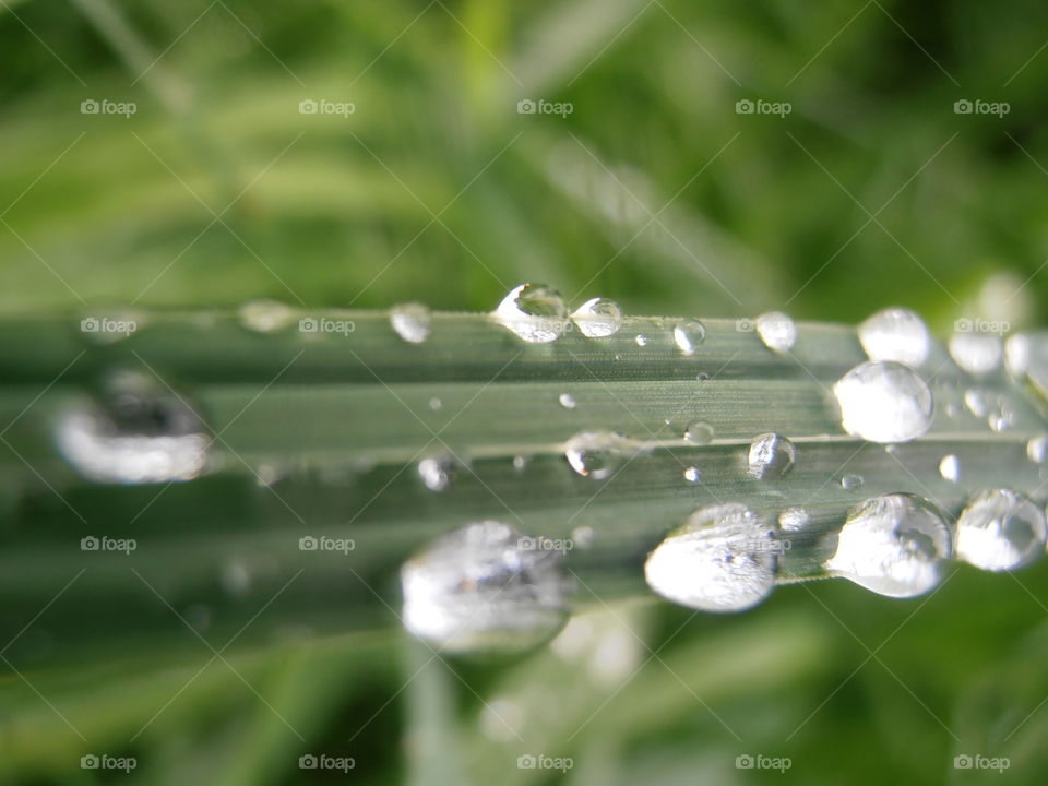 Rain Drops On Grass