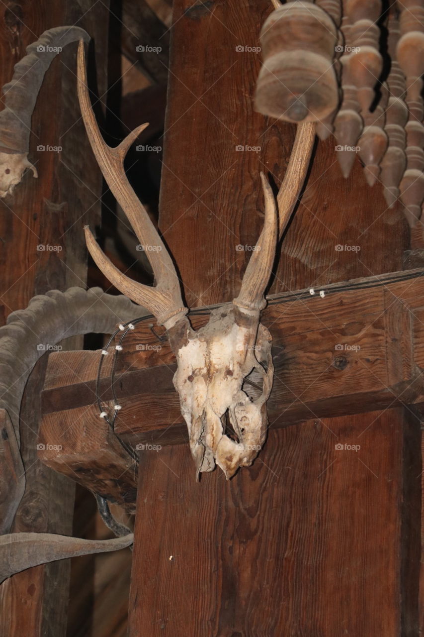 animal skull
animal skulls in Hidimba temple in Himachal Pradesh in India