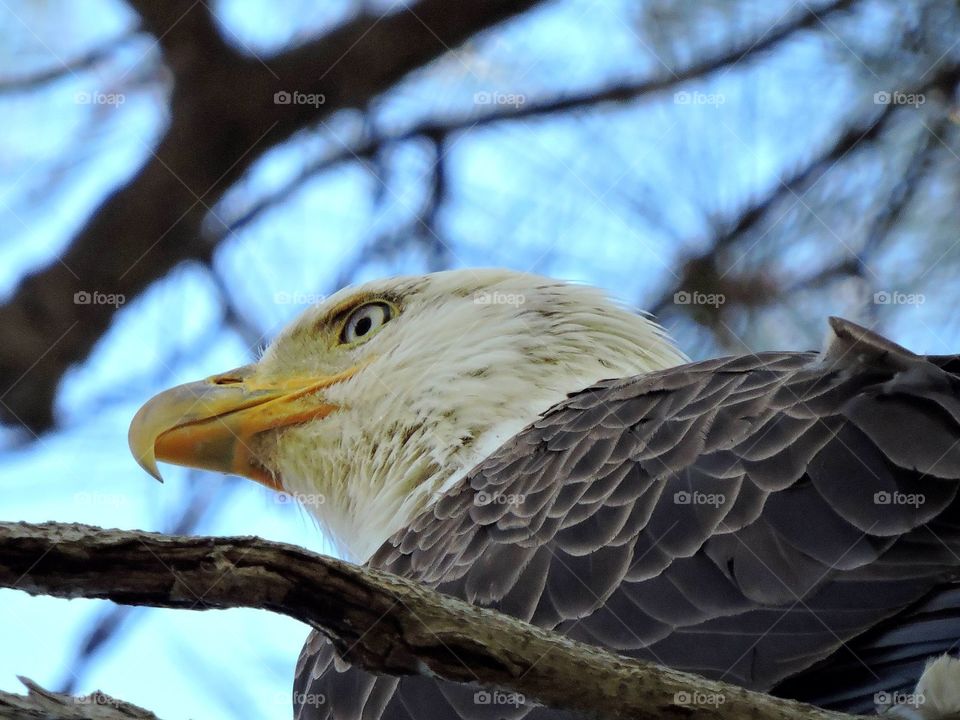 Close up of the eagle