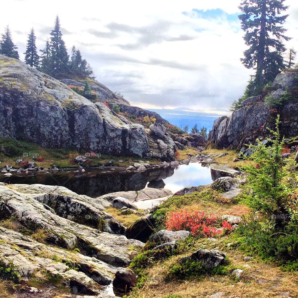 Alpine trees atop Cypress Mountain