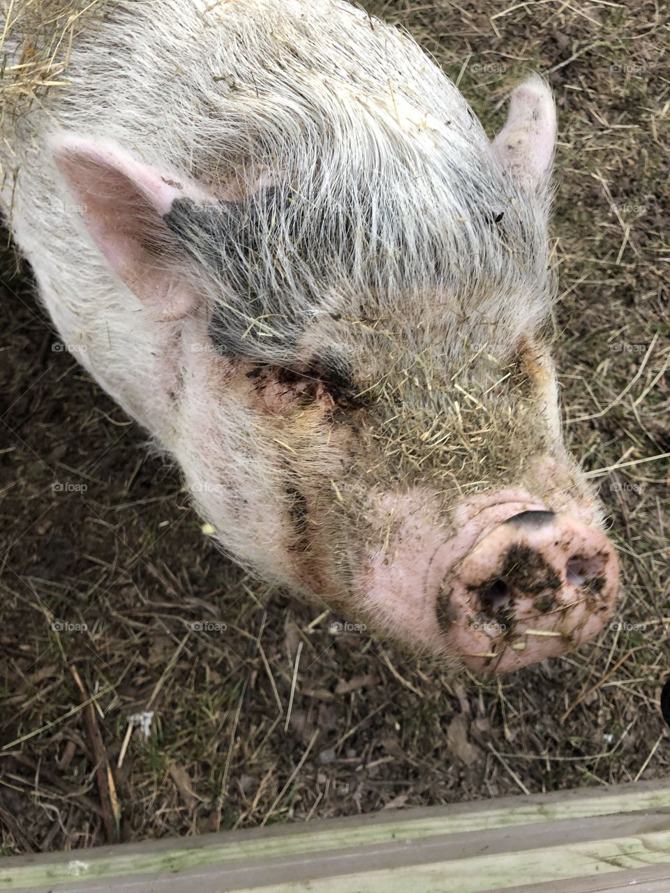 Pig