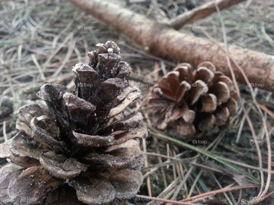 pine cone in forest