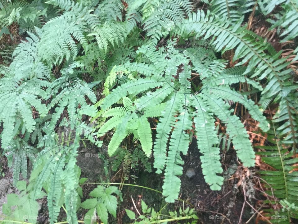 Maiden hair ferns that are native to British Columbia 