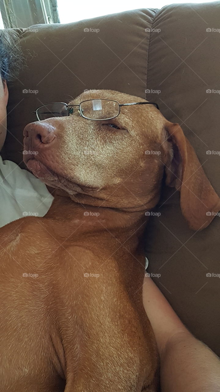 sleeping dog days