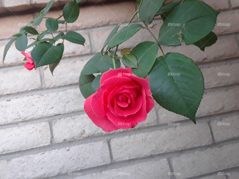 Rose Garden Wall