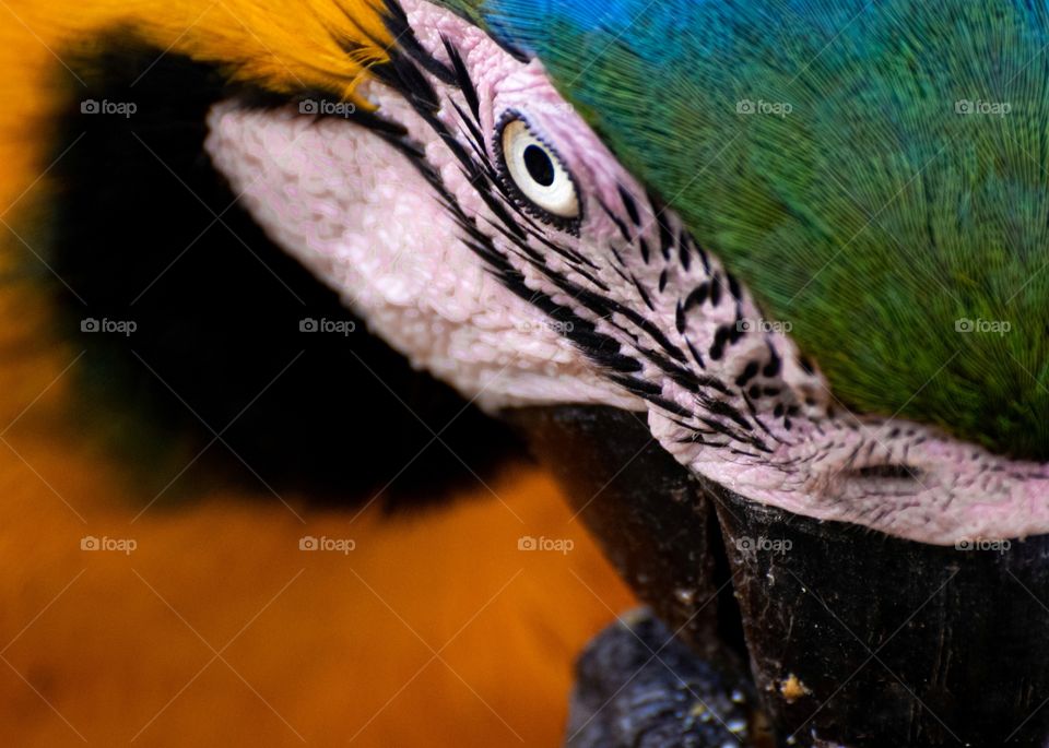 Close-up da Arara Canindé realizado em fazenda no Pantanal Sul