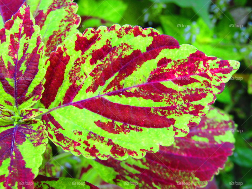 Beautiful Green red leaf Coleus amboinicus (Plectranthus amboinicus) or Coleus is a former genus of flowering plants in the family Lamiaceae