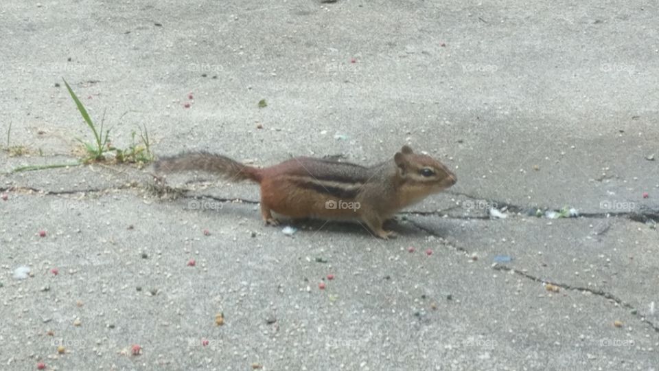 chipmunk