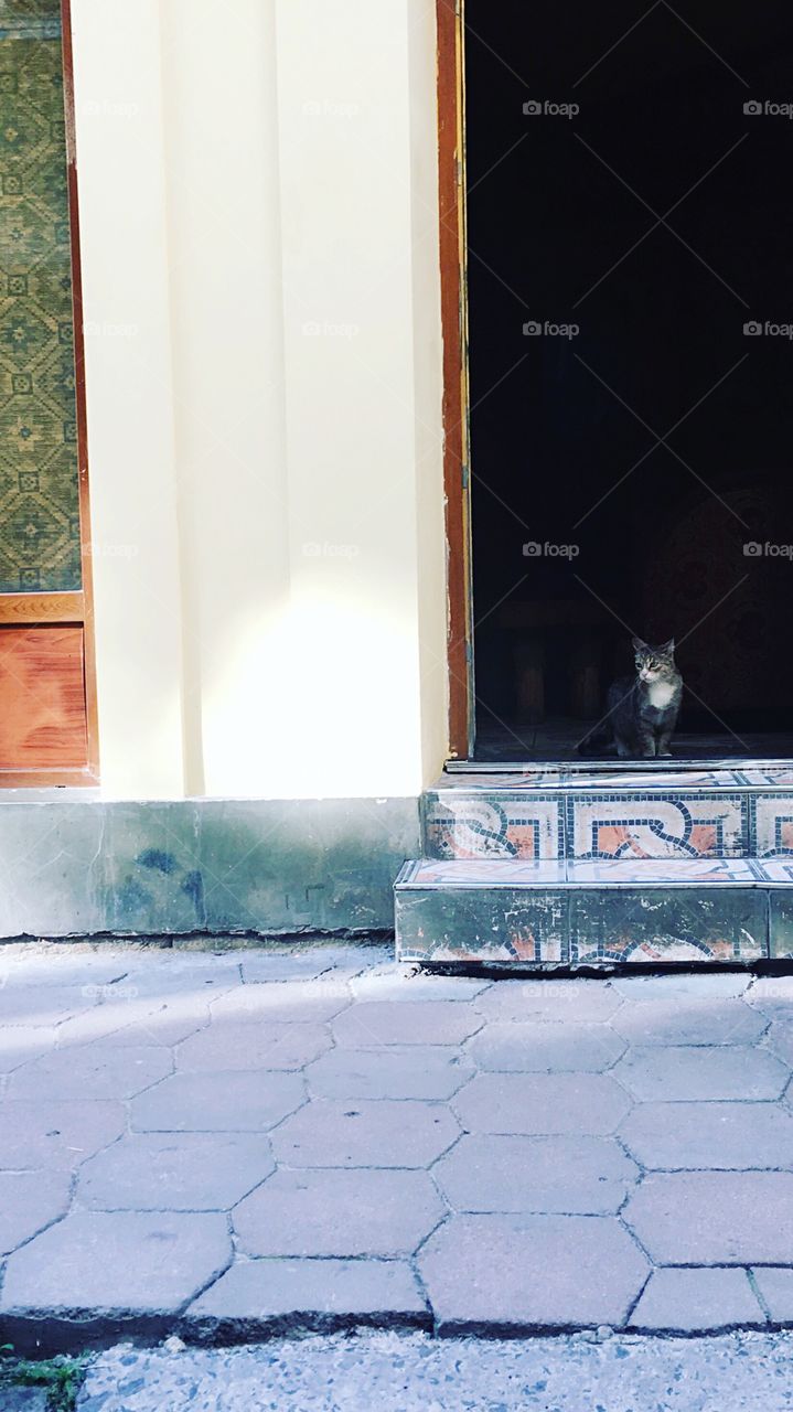  Cat in the city 