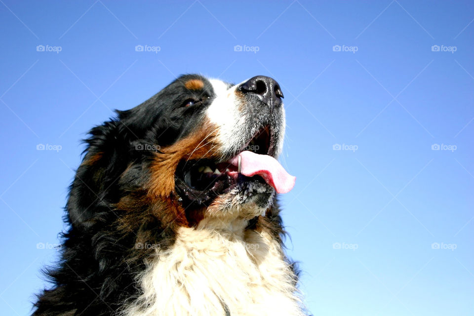 sky dog animal himmel by ka71