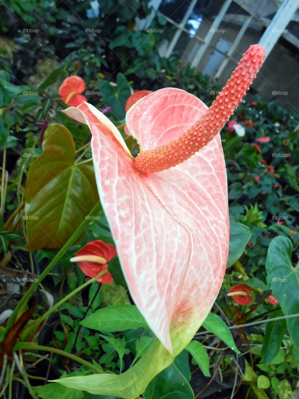 Anthurium Bloom