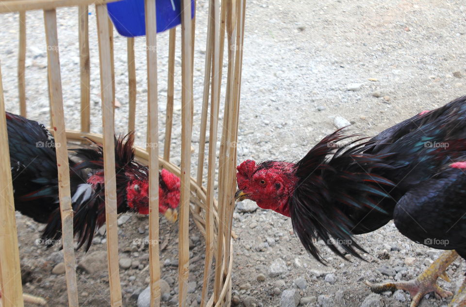 Rooster of two. Both of interaction to the fill on a position. Rooster one out the cage, and than one rooster get into the cage.