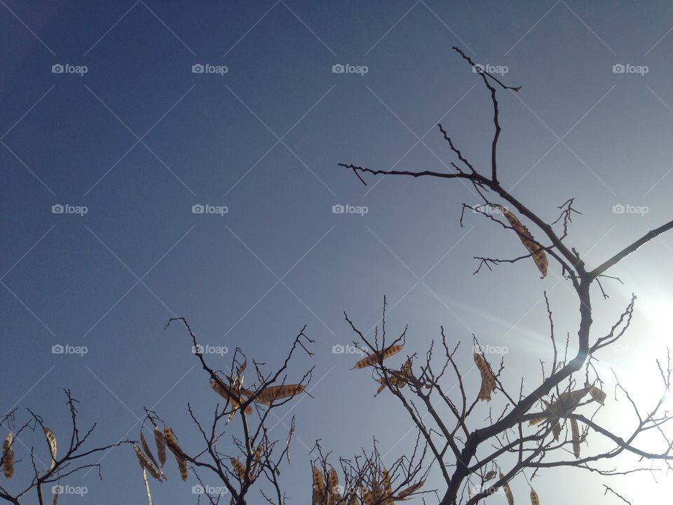 Tree with sun light over sky in spring month in jordan country