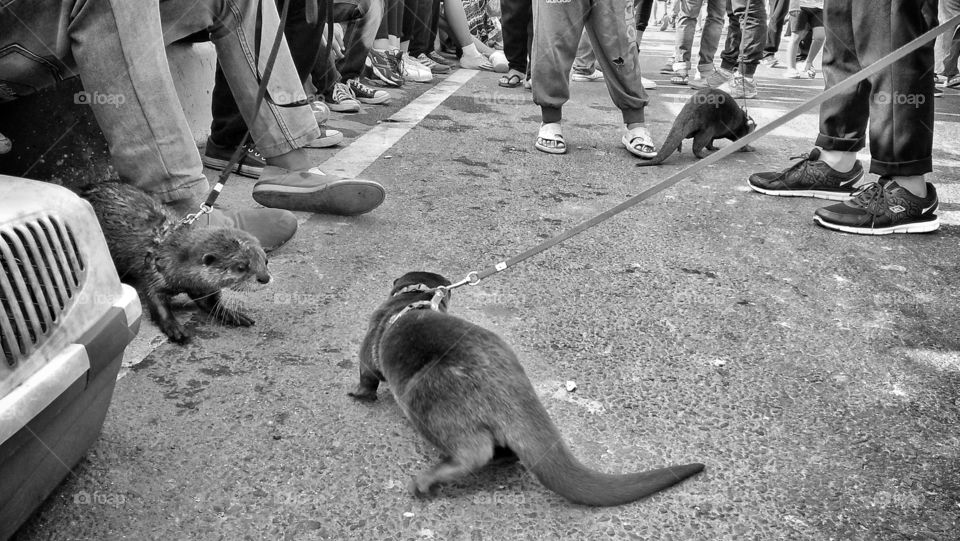 otter communitiy gathering in car free day