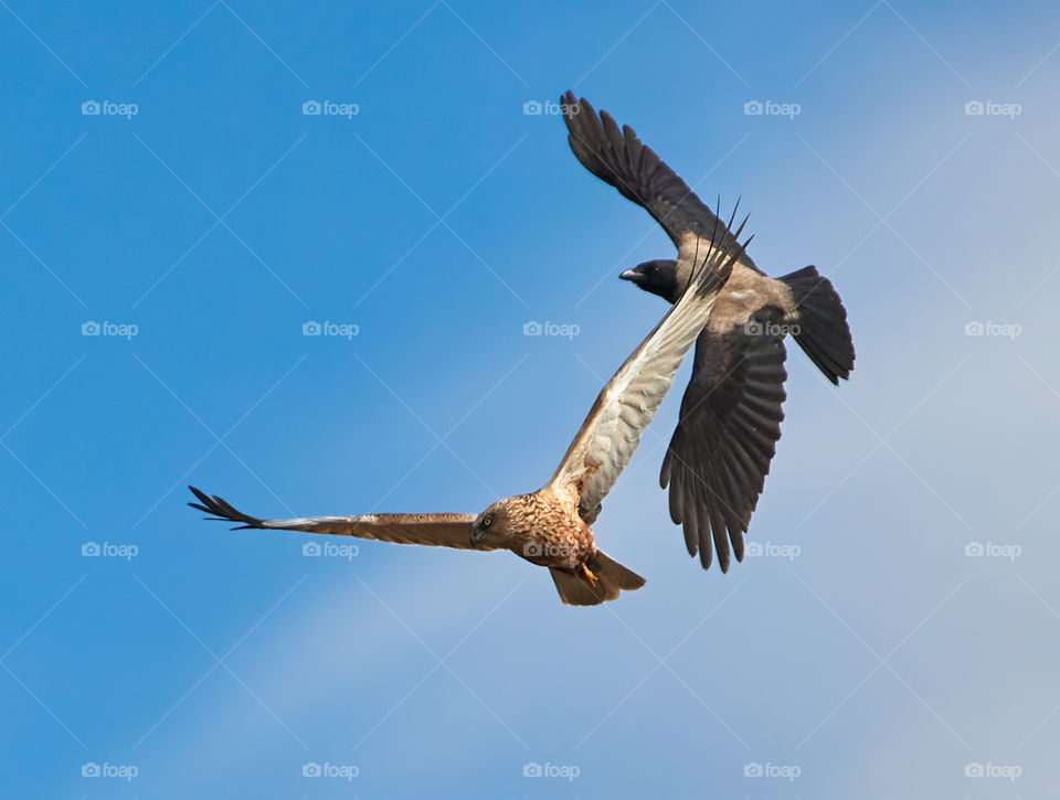 The western marsh harrier being chased by crow in the air as a result of nesting territory dispute. 