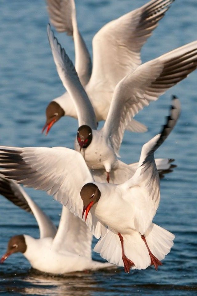 Birds