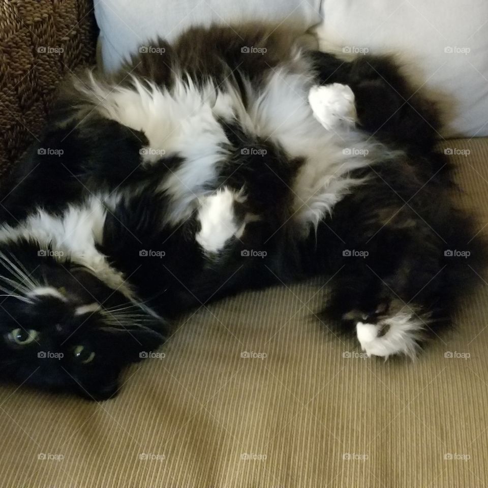 fuzzy tummy