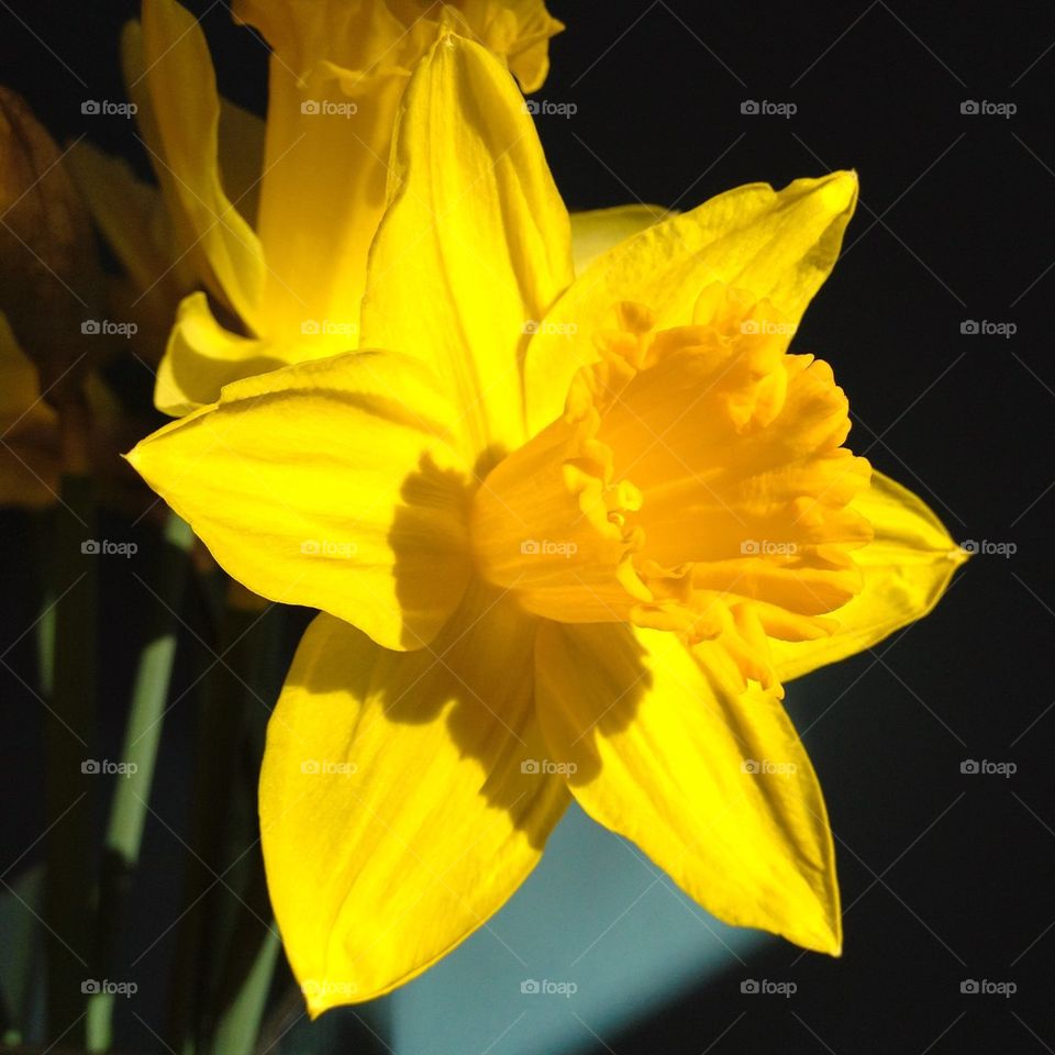 daffodil