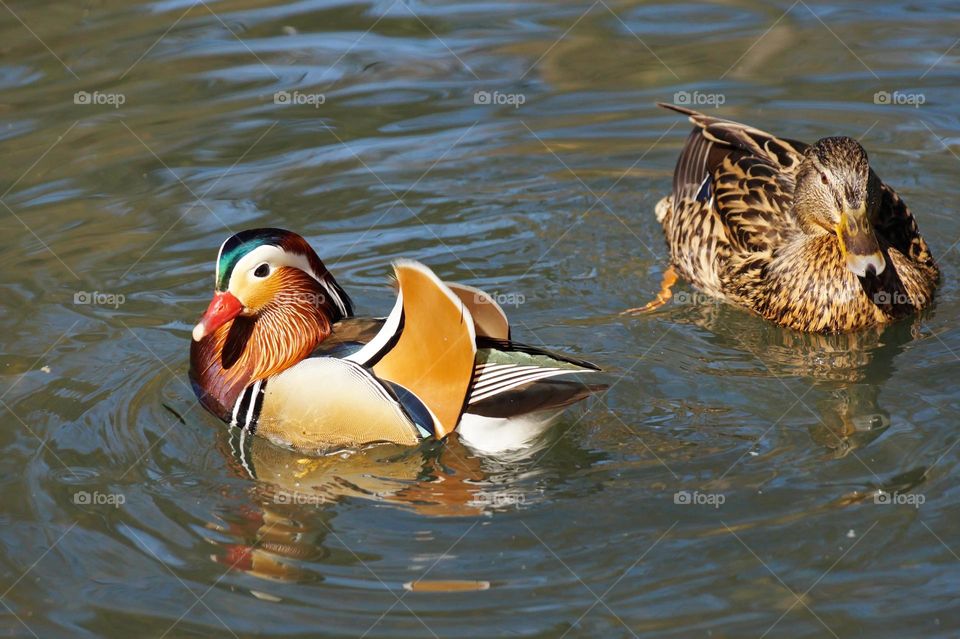 A pair of ducks on the water