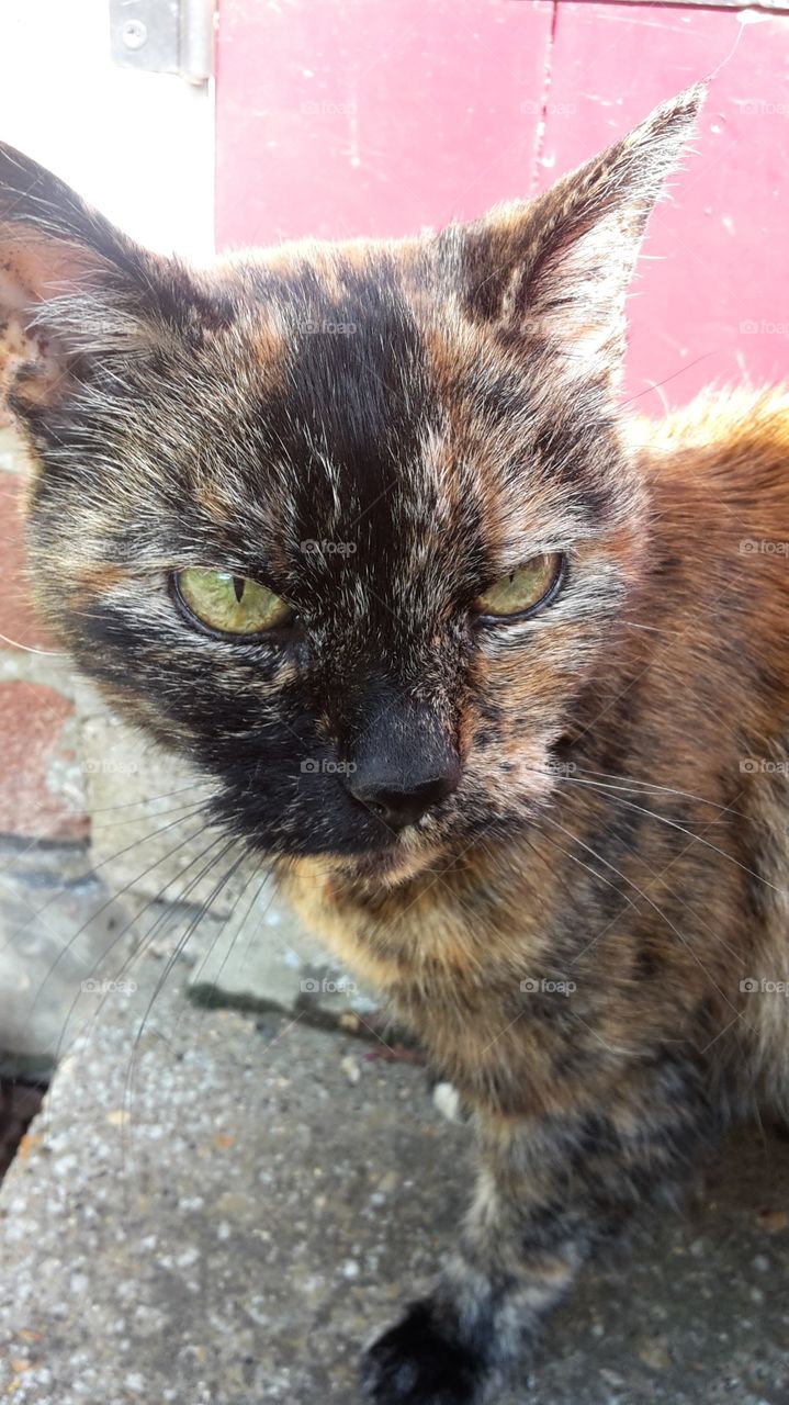Close up Face Shot Of a Beautiful Tortoise Shell Cat - Cats Eyes - Evil Stare