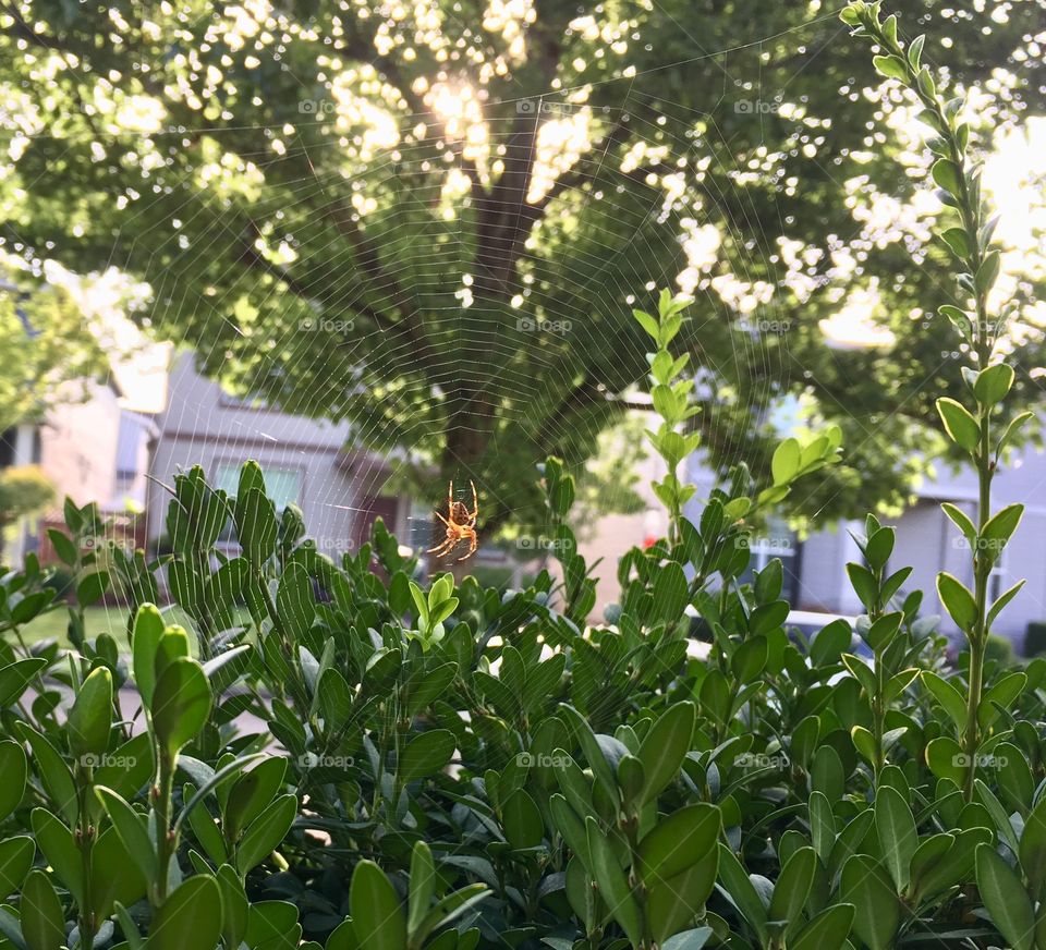 Spider, web, sunrise 2