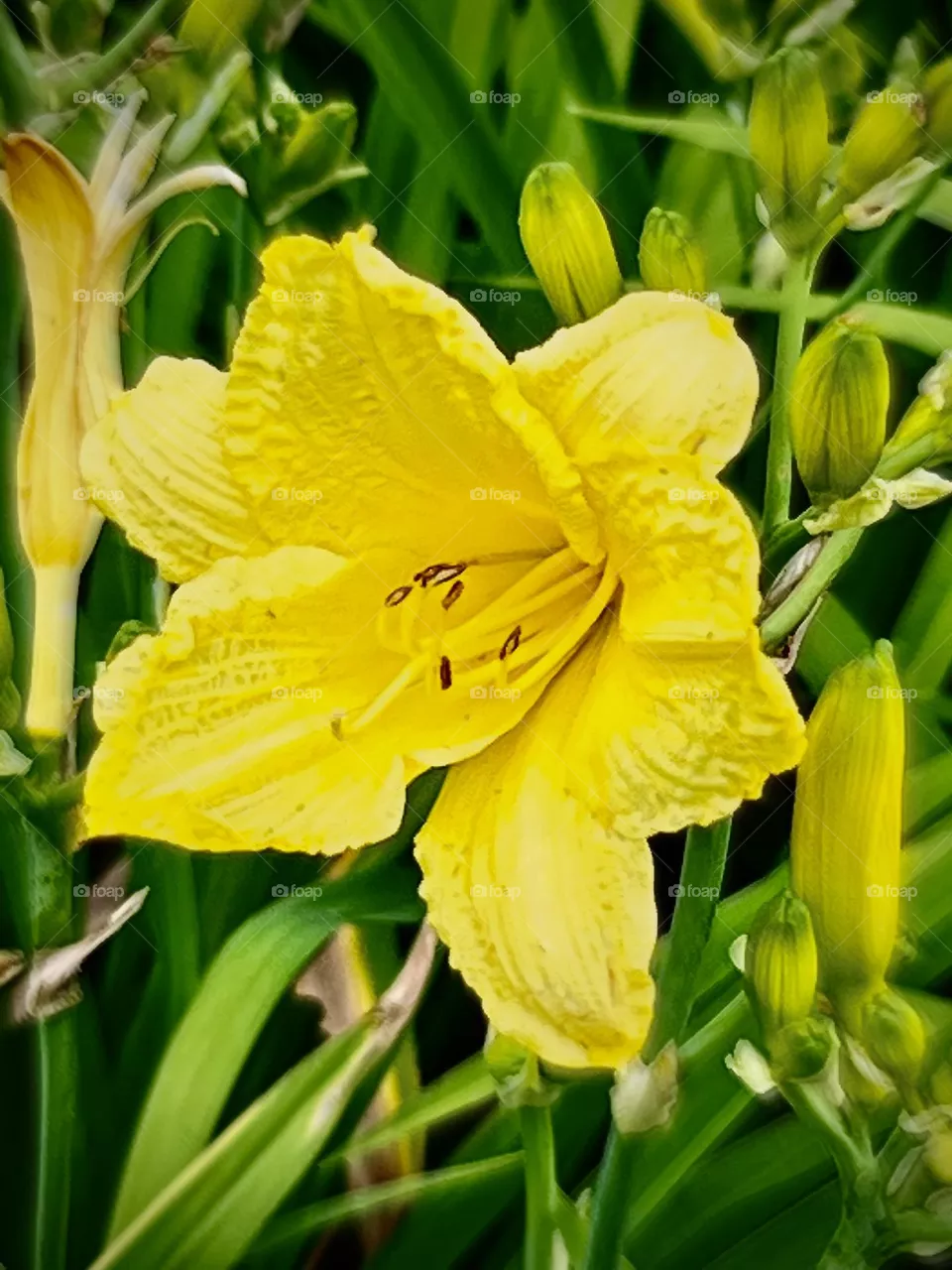 Yellow flowers 