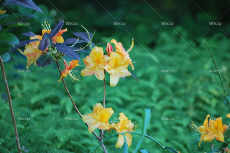 Flowers in the garden 