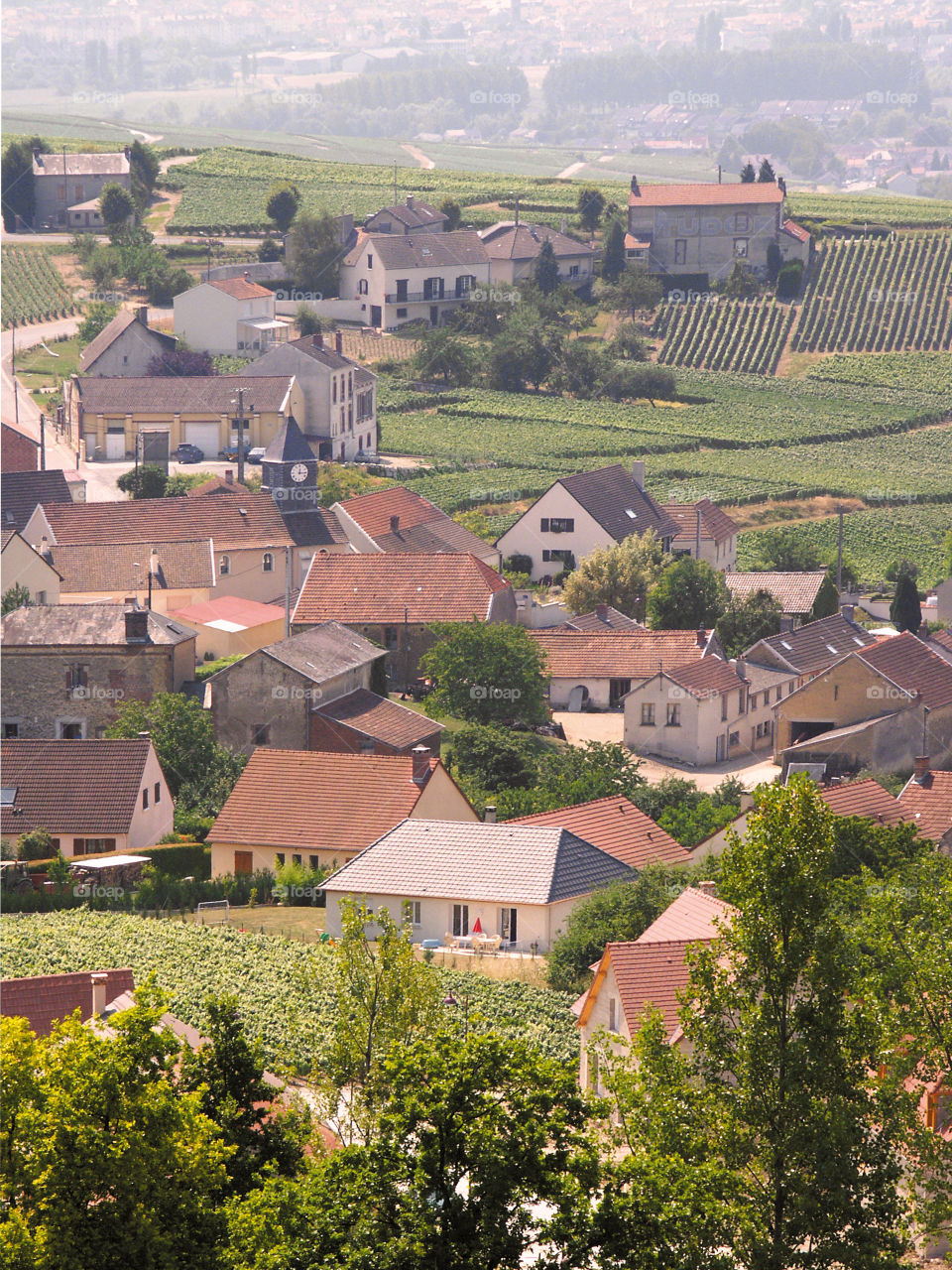 Champagne. Vineyards 