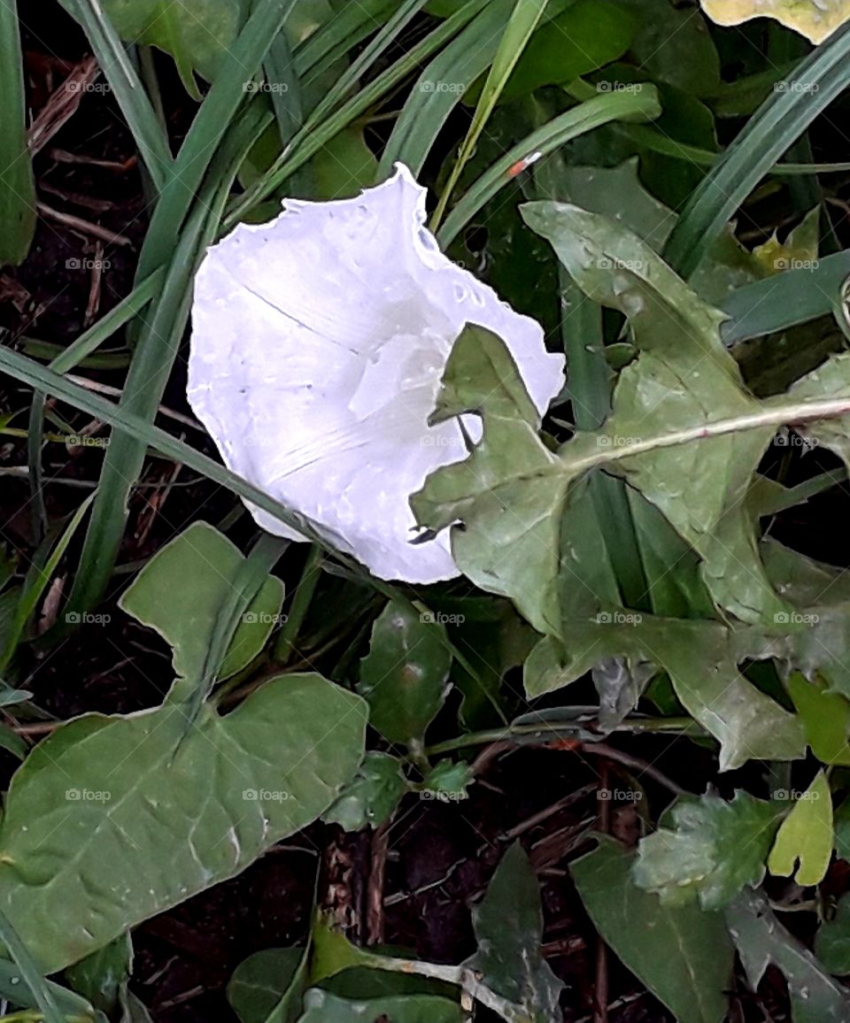 white flower of bindweed full of rain water