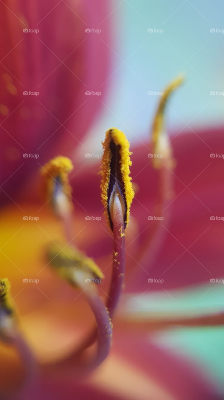 this is a macrophoto of a flower